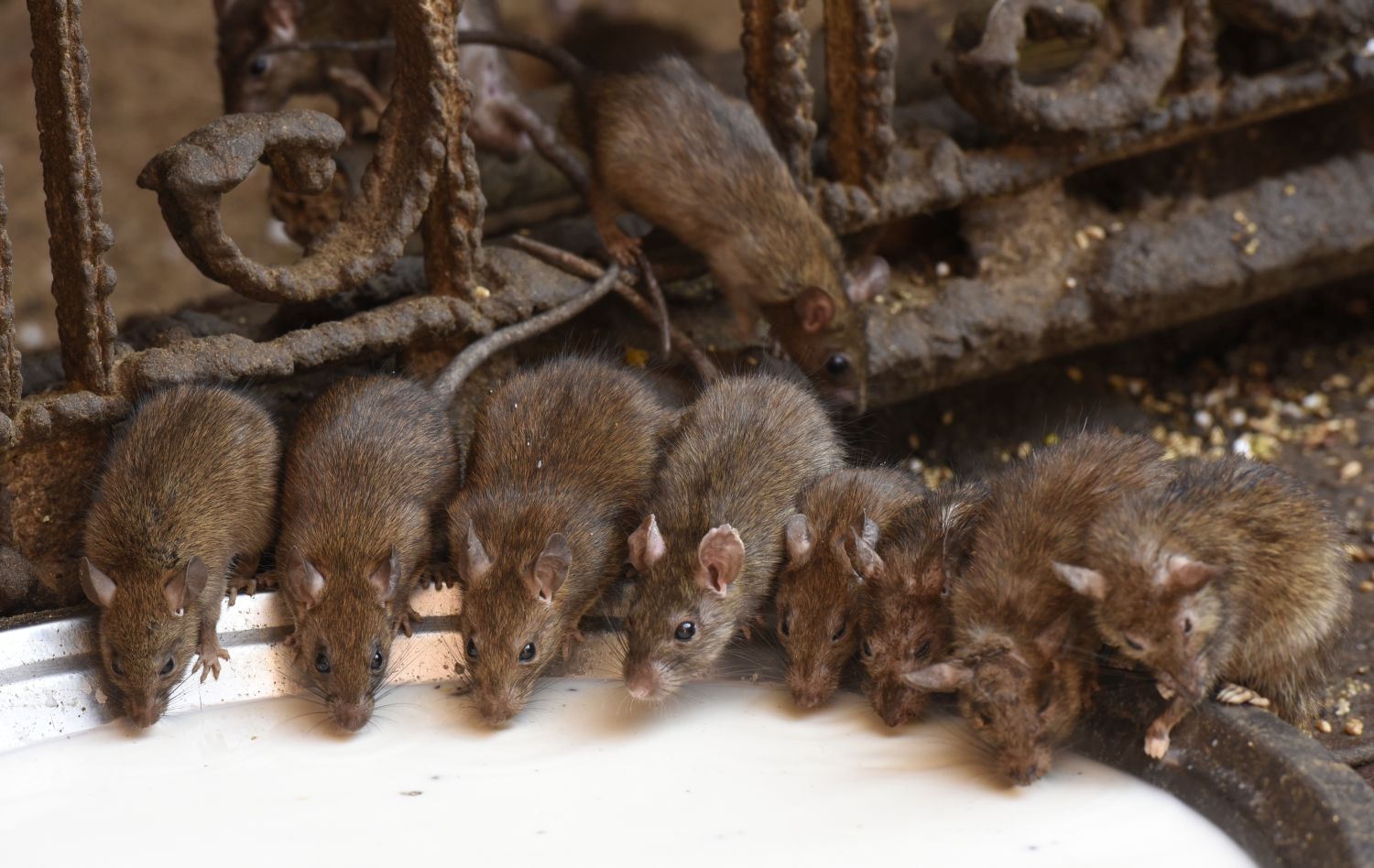 Фото мыши и крысы для сравнения